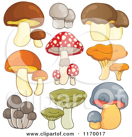 Cartoon of Different Kinds of Mushrooms - Royalty Free Vector Clipart by visekart