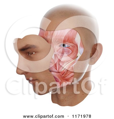 Clipart of a 3d Face with Skin Moved to Display Muscles Underneath, on White - Royalty Free CGI Illustration by Mopic