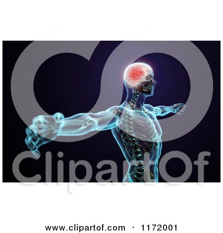 Clipart of a 3d Human Body with a Brain and Central Nervous System, on Dark Blue and Black - Royalty Free CGI Illustration by Mopic