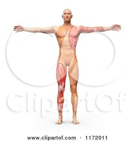 Clipart of a 3d Vitruvian Man with Exposed Leg and Arm Muscles - Royalty Free CGI Illustration by Mopic