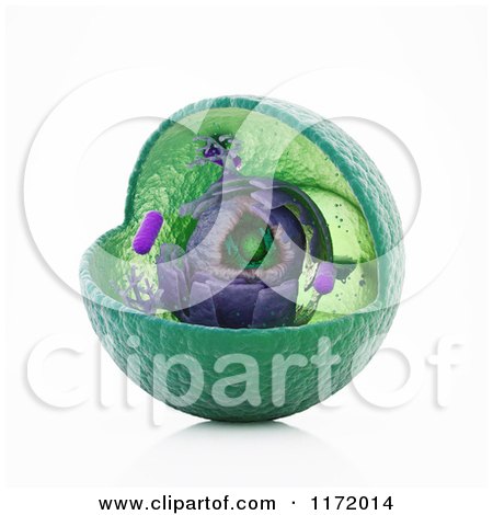 Clipart of a 3d Animal Cell with Exposed Interior - Royalty Free CGI Illustration by Mopic
