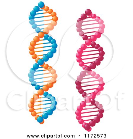 Clipart of Pink and Orange and Blue Dna Strands - Royalty Free Vector Illustration by Vector Tradition SM