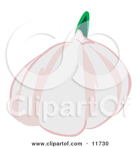 Garlic Bulb Clipart Illustration by AtStockIllustration