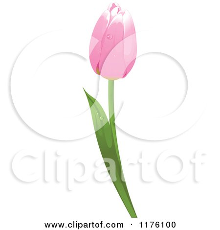 Clipart of a Pink Tulip Flower with Dew - Royalty Free Vector Illustration by Pushkin