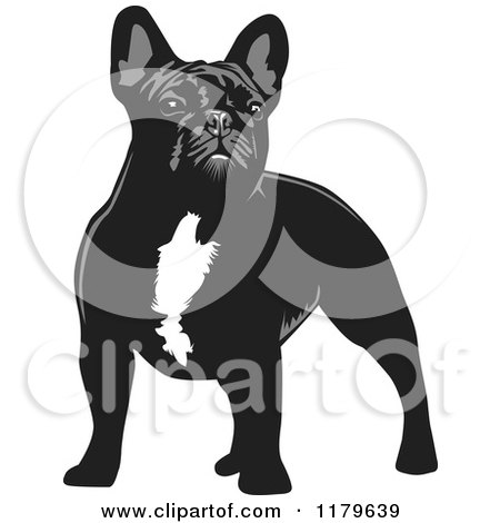 Cartoon of a Standing Black and White French Bulldog - Royalty Free Vector Clipart by David Rey
