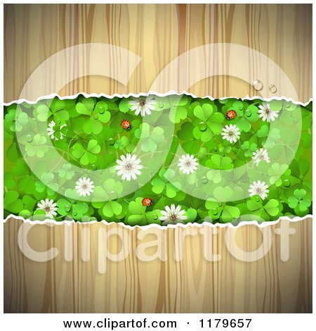 Clipart of a Torn Wood Background with Clovers Flowers and Ladybugs in the Center - Royalty Free Vector Illustration by merlinul
