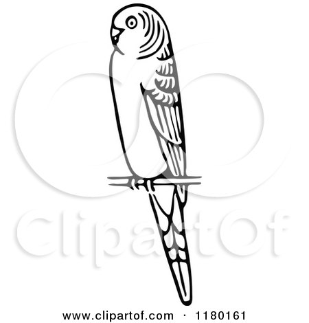 Clipart of a Black and White Budgie Bird - Royalty Free Vector Illustration by Prawny Vintage