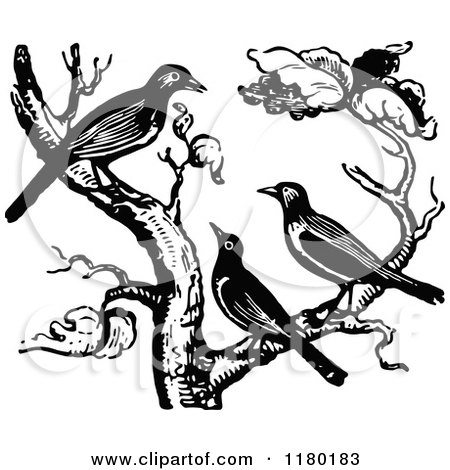 Clipart of a Retro Vintage Black and White Trio of Birds in a Tree - Royalty Free Vector Illustration by Prawny Vintage