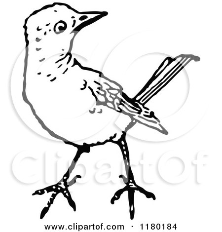 Clipart of a Black and White Bird - Royalty Free Vector Illustration by Prawny Vintage