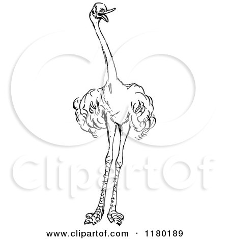 Clipart of a Black and White Ostrich - Royalty Free Vector Illustration by Prawny Vintage