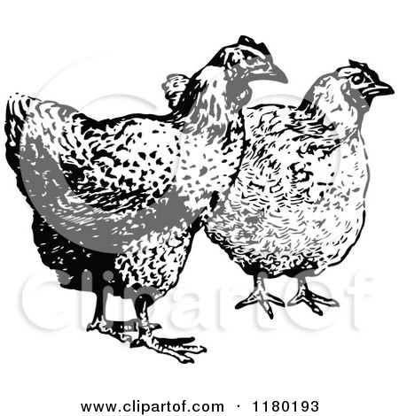 Clipart of Retro Vintage Black and White Hens - Royalty Free Vector Illustration by Prawny Vintage