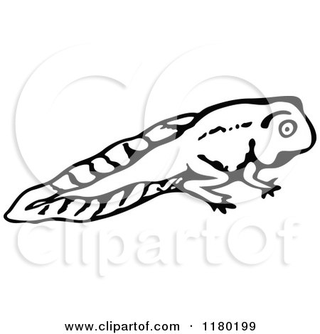 Clipart of a Black and White Sketched Tadpole 2 - Royalty Free Vector Illustration by Prawny Vintage