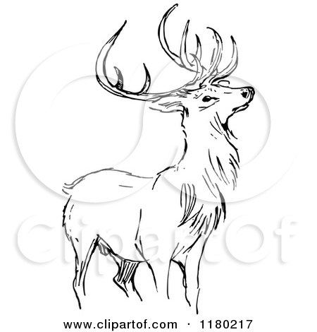 Clipart of a Black and White Sketched Stag Deer - Royalty Free Vector Illustration by Prawny Vintage