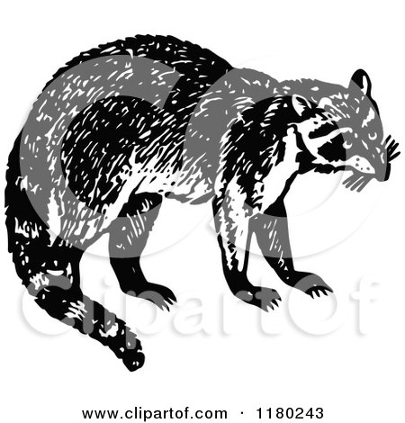 Clipart of a Retro Vintage Black and White Raccoon - Royalty Free Vector Illustration by Prawny Vintage