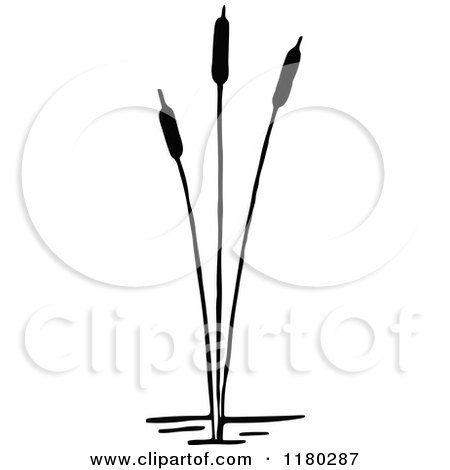 Clipart of a Retro Vintage Black and White Cattail Plant - Royalty Free Vector Illustration by Prawny Vintage