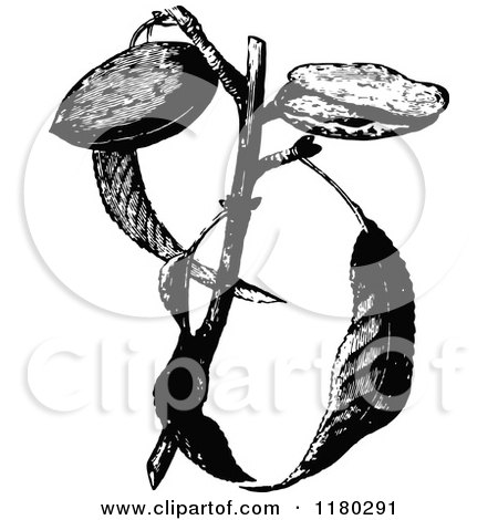 Clipart of a Retro Vintage Black and White Almond Plant - Royalty Free Vector Illustration by Prawny Vintage