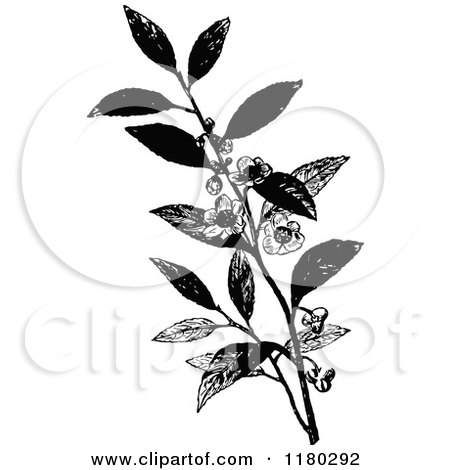 Clipart of a Retro Vintage Black and White Tea Plant - Royalty Free Vector Illustration by Prawny Vintage
