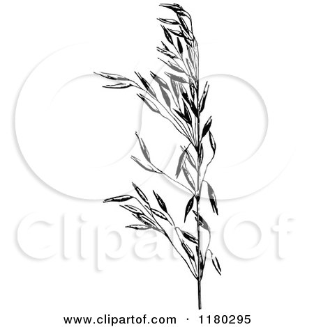 Clipart of a Retro Vintage Black and White Oat Plant - Royalty Free Vector Illustration by Prawny Vintage