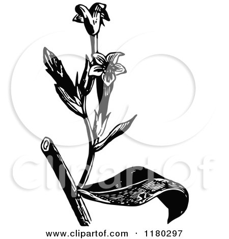 Clipart of a Retro Vintage Black and White Flowering Plant 3 - Royalty Free Vector Illustration by Prawny Vintage
