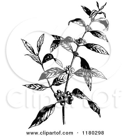 Clipart of a Retro Vintage Black and White Coffee Plant - Royalty Free Vector Illustration by Prawny Vintage