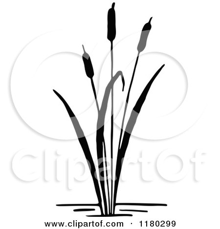 Clipart of a Retro Vintage Black and White Cattail Plant 3 - Royalty Free Vector Illustration by Prawny Vintage