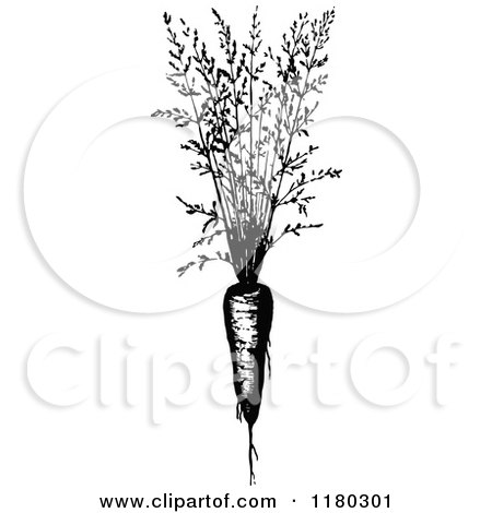 Clipart of a Retro Vintage Black and White Carrot Plant - Royalty Free Vector Illustration by Prawny Vintage