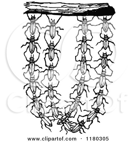 Clipart of a Retro Vintage Black and White Group of Bugs Hanging - Royalty Free Vector Illustration by Prawny Vintage