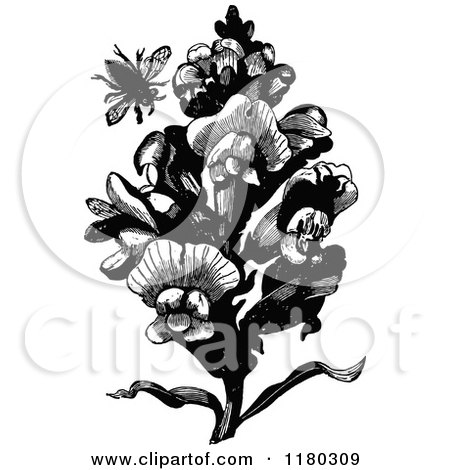 Clipart of a Retro Vintage Black and White Bee and Snap Dragon Plant - Royalty Free Vector Illustration by Prawny Vintage