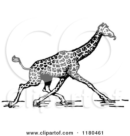 Clipart of a Retro Vintage Black and White Giraffe Walking - Royalty Free Vector Illustration by Prawny Vintage