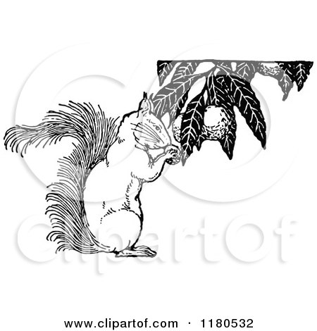 Clipart of a Retro Vintage Black and White Squirrel Gathering Food - Royalty Free Vector Illustration by Prawny Vintage