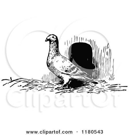 Clipart of a Retro Vintage Black and White Pigeon - Royalty Free Vector Illustration by Prawny Vintage