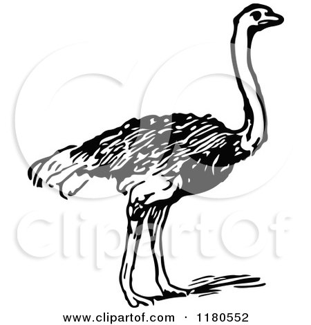 Clipart of a Retro Vintage Black and White Ostrich - Royalty Free Vector Illustration by Prawny Vintage