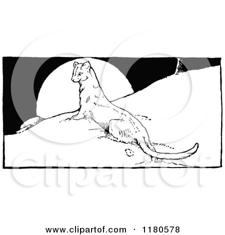 Clipart of a Retro Vintage Black and White Ermine Weasel on a Hill - Royalty Free Vector Illustration by Prawny Vintage