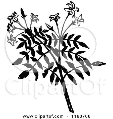 Clipart of a Retro Vintage Black and White Jasmine Branch - Royalty Free Vector Illustration by Prawny Vintage