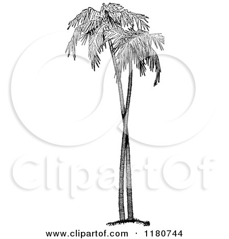 Clipart of Retro Vintage Black and White Palm Trees - Royalty Free Vector Illustration by Prawny Vintage