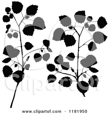 Clipart of Black Silhouetted Birch Branches - Royalty Free Vector Illustration by dero