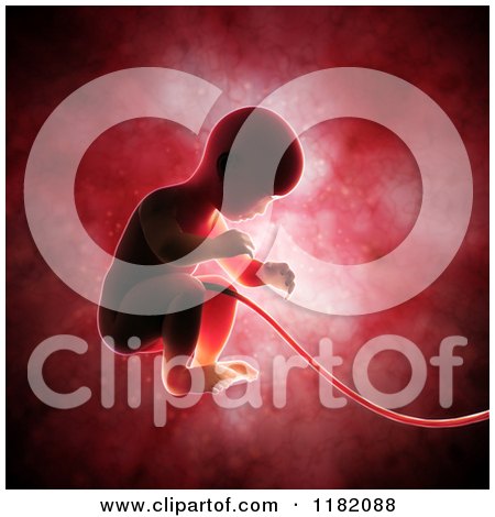 Clipart of a 3d Human Fetus Embryo Baby Inside the Womb - Royalty Free CGI Illustration by Mopic