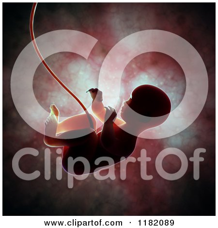 Clipart of a 3d Human Fetus Embryo Baby Inside the Womb 2 - Royalty Free CGI Illustration by Mopic