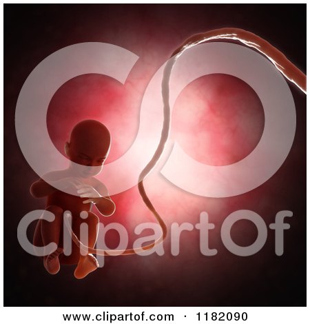 Clipart of a 3d Human Fetus Embryo Baby Inside the Womb 3 - Royalty Free CGI Illustration by Mopic