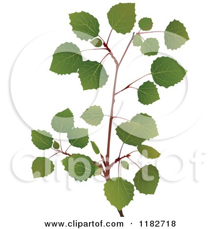 Clipart of a Birch Tree Branch - Royalty Free Vector Illustration by dero