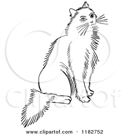 Clipart of a Black and White Cat Sitting - Royalty Free Vector Illustration by Prawny