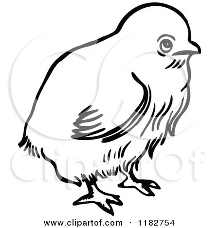 Clipart of a Black and White Chick - Royalty Free Vector Illustration by Prawny