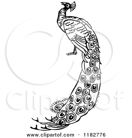 Clipart of a Black and White Peacock - Royalty Free Vector Illustration by Prawny