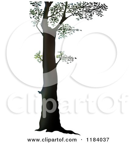 Clipart of a Tall Deciduous Tree - Royalty Free Vector Illustration by dero