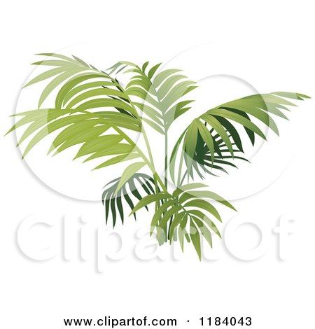 Clipart of a Fern or Palm Plant - Royalty Free Vector Illustration by dero