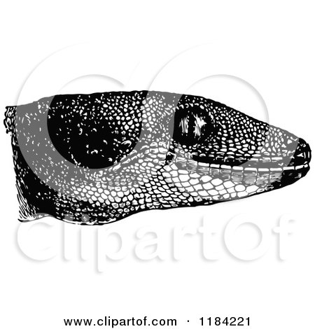 Clipart of a Retro Vintage Black and White Gecko Head - Royalty Free Vector Illustration by Prawny Vintage