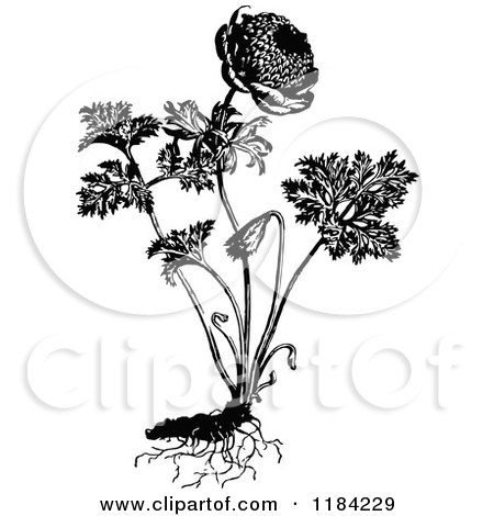 Clipart of a Retro Vintage Black and White Coronaria Flore Pleno Plant - Royalty Free Vector Illustration by Prawny Vintage