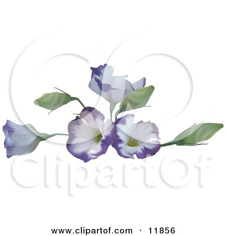 Pretty Purple and White Flowers Clipart Illustration by AtStockIllustration