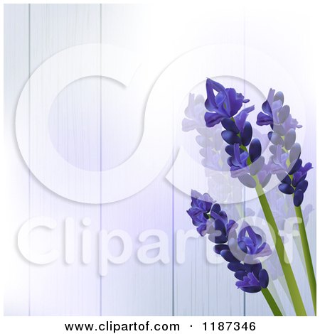 Clipart of Lavender Flowers over Purple Wood Panels - Royalty Free Illustration by elaineitalia