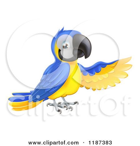 Cartoon of a Presenting Blue and Yellow Macaw Parrot - Royalty Free Vector Clipart by AtStockIllustration
